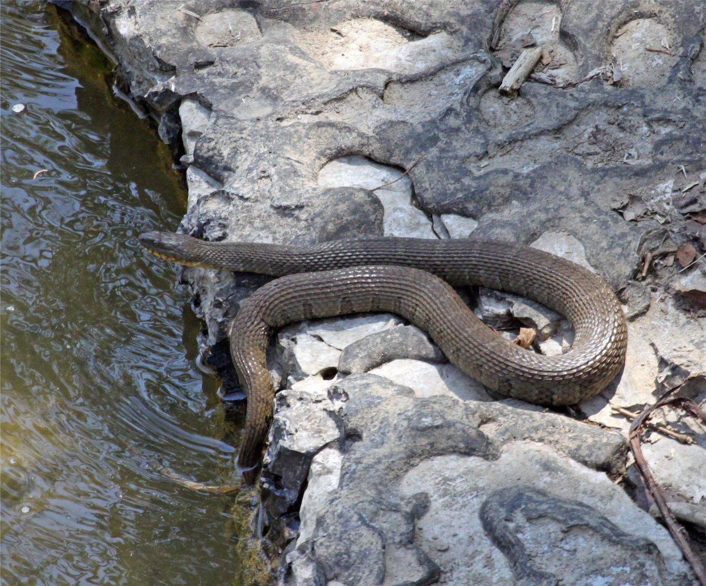 snake 1.jpg